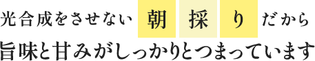 光合成をさせない朝採りだから 旨味と甘みがしっかりとつまっています